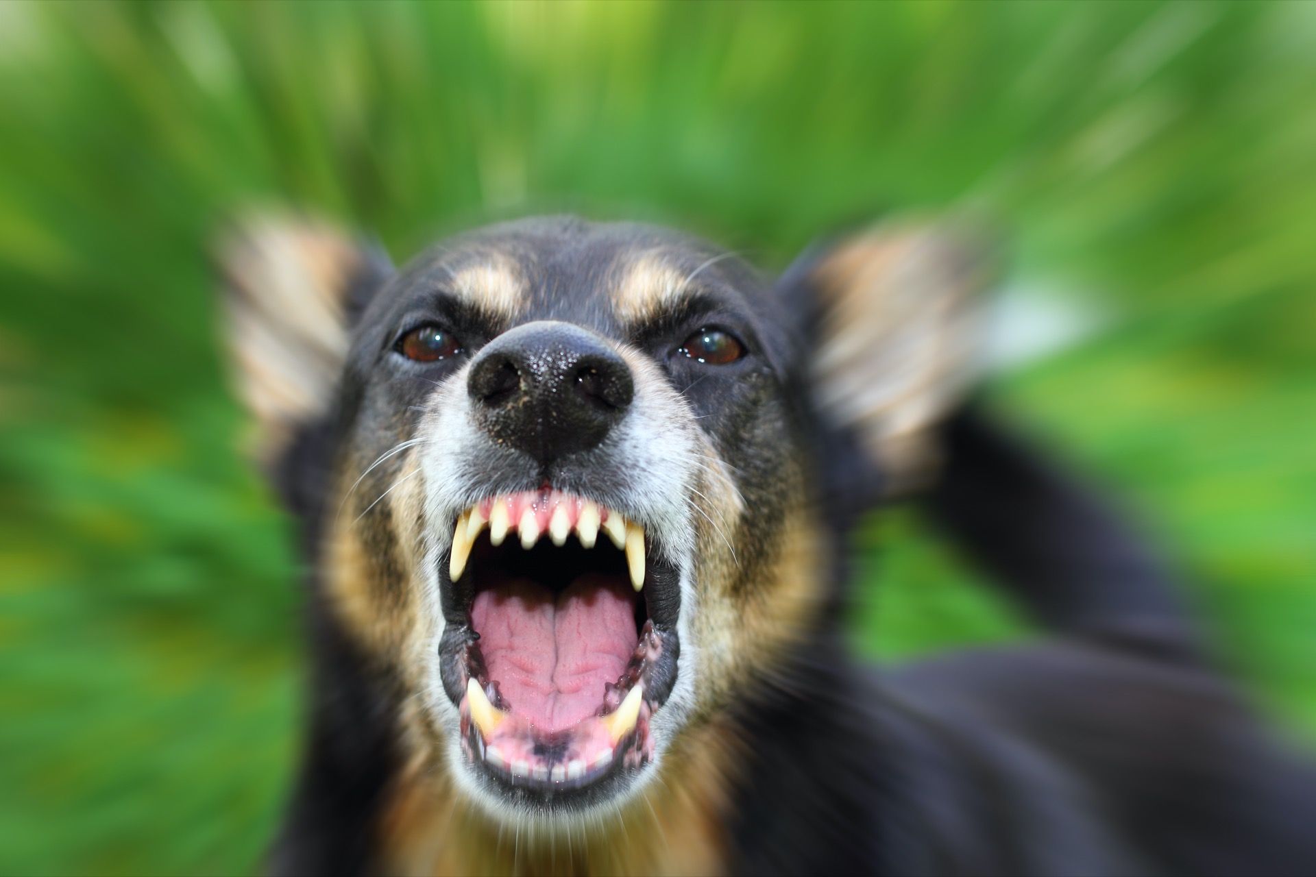 Image for Dog Bites in California: How Strict Liability Works post