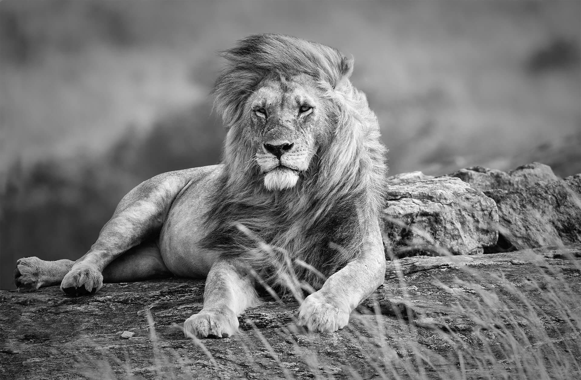 Image for San Diego Zoo Liability for Wild Animal Encounters post